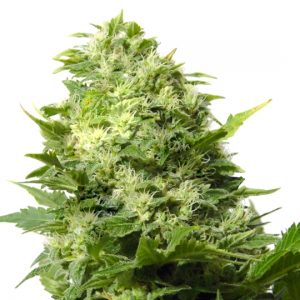 Cheese - Indica Seeds