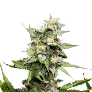 Hawaii Skunk Seeds