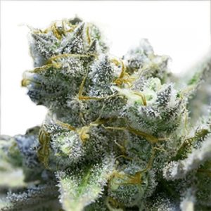 Limoncello Haze Feminized Seeds