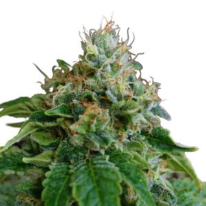 Medijuana Feminized Seeds