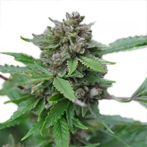 Night Nurse Feminized Seeds